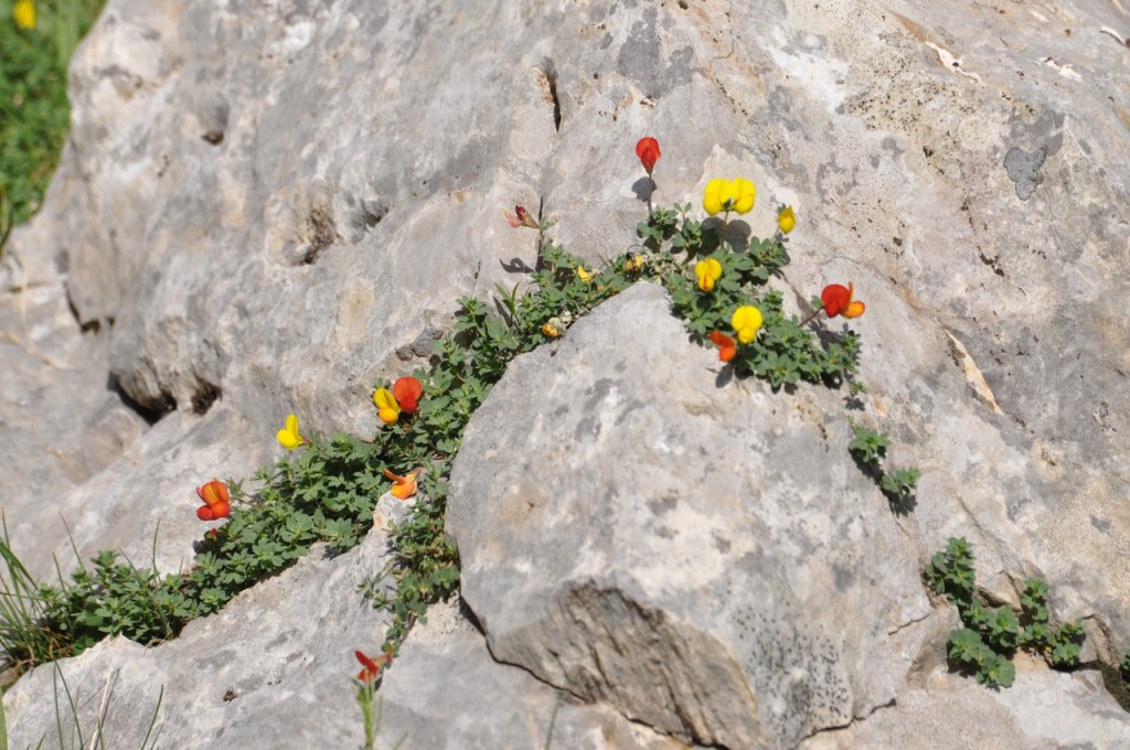 Fleurs